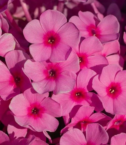 Phlox paniculata 'Famous Pink'